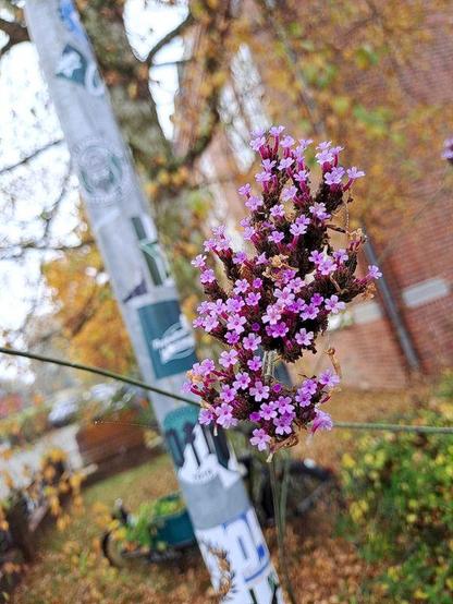 Argentinische Verbene (Verbena bonariensis, auch Patagonisches Eisenkraut). Die verzweigten und borstigen Stengel sind purpurrot und im unteren Teil dunkelbraun verholzt. Darauf sitzen in unregelmäßigen Dolden viele Ähren mit einer stieltellerförmige Blütenkrone aus je fünf winzigen rosaviolett rundlichen Kronblättern und einer kleinen purpurfarbenen Kronröhre
