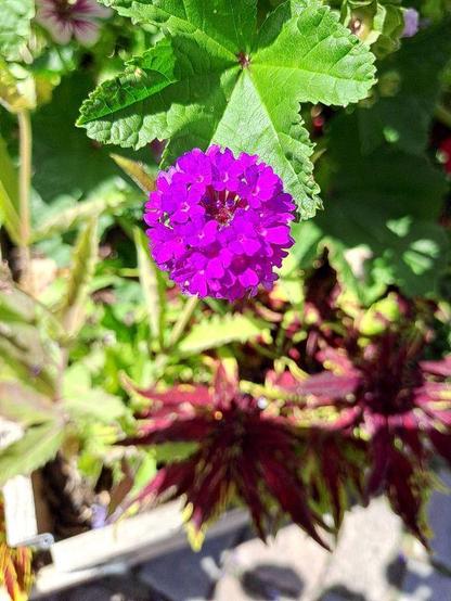 Ausläufer-Verbene (Verbena rigida, auch Steifes Eisenkraut). Der kugelige Gesamtblütenstand am Ende des Stengels besteht aus einzelnen ährigen Teilen. Je fünf intensiv violett leuchtend abgerundete Kronblätter stehen in den Einzelblüten um eine kleine, kopfige Narbe